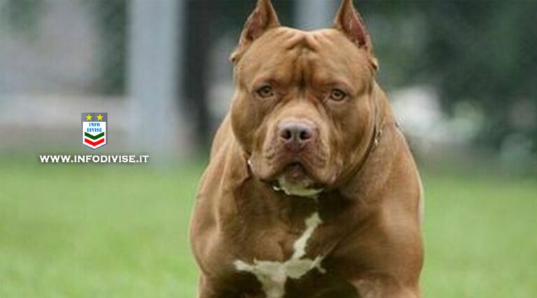 Aizza il pitbull contro i carabinieri